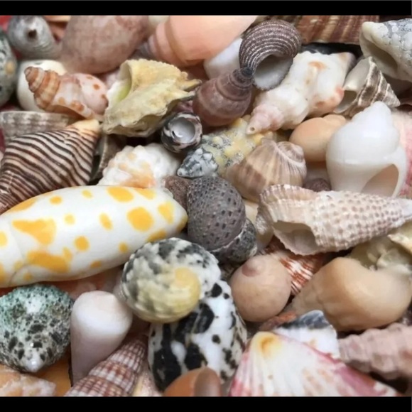 100 Real Seashells Mixed Grab Bag Lot for diy nautical decor or crafting - Picture 10 of 13
